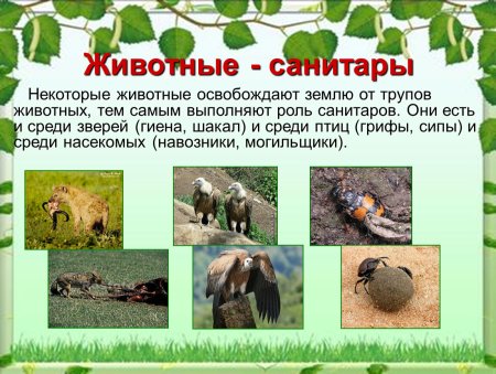 Животные санитары
