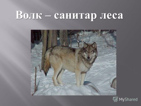 Санитары леса