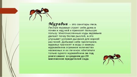 Муравьи санитары леса