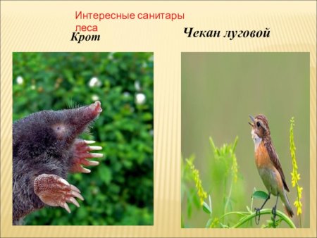 Рисование муравья в старшей группе