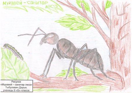 Волк санитар леса