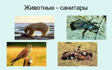 Дятел санитар леса