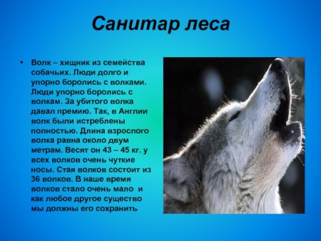 Животные санитары