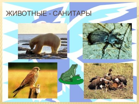 Санитары леса карикатура