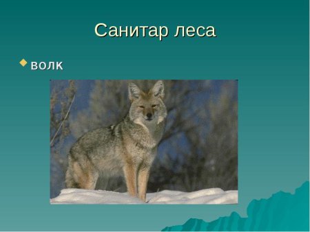 Волки Лесные санитары