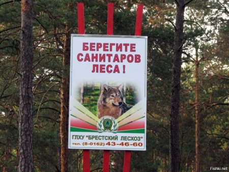 Муравьи Лесные санитары