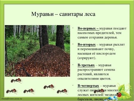 Волк санитар леса