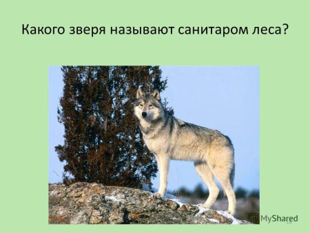 Роль волка в природе