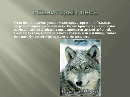 Муравьи санитары леса для детей