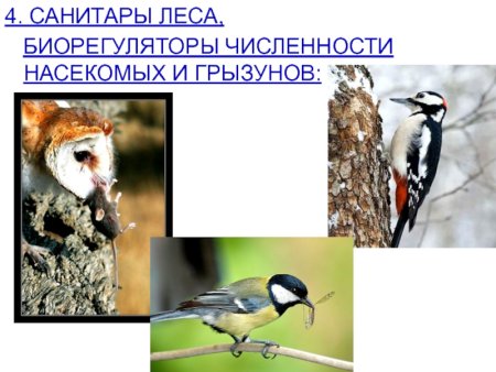 Птицы санитары леса