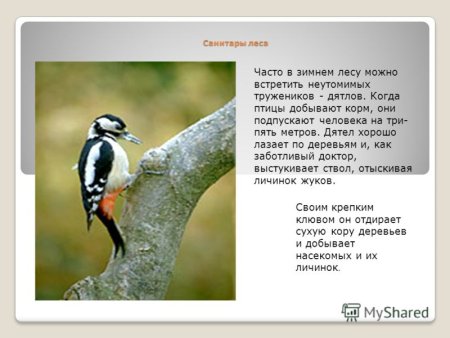 Волк санитар леса почему