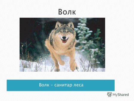 Волк и Лесные звери раскраска