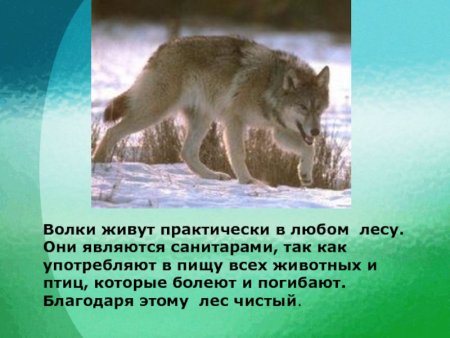 Волк санитар леса