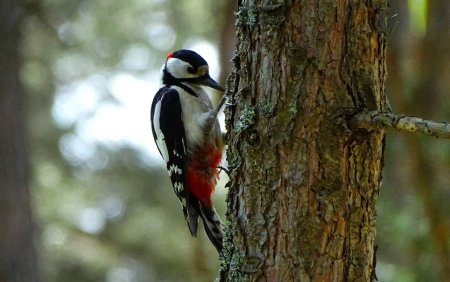 Муравьи Лесные санитары