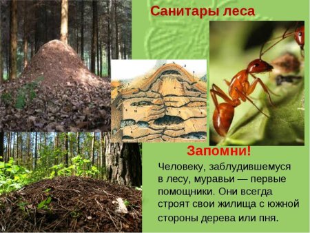 Животные санитары