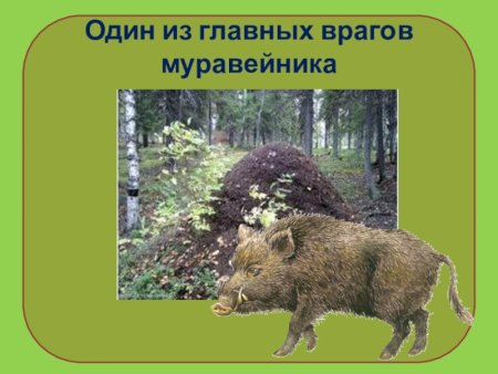 Санитар леса птица рисунок