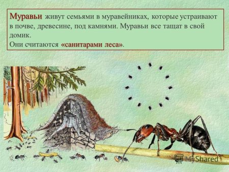 Рисунок на тему лес