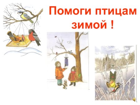 Поможем птицам зимой