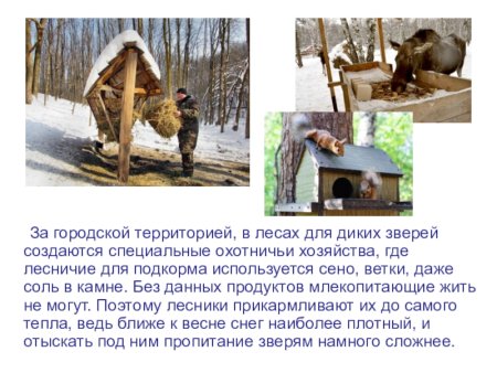Помочь животным в зимнее время