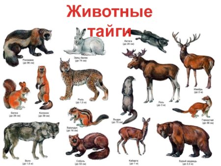 Животные которые обитают в тайге