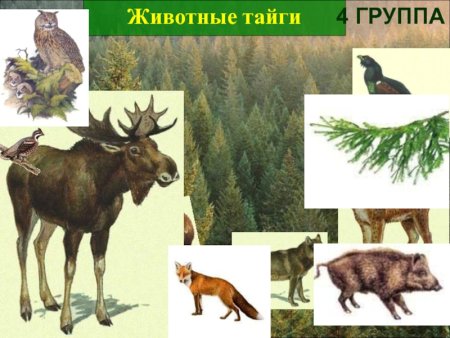 Голарктическое царство фауна