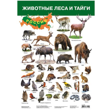 Тайга иллюстрация