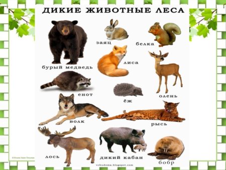 Тайга для детей