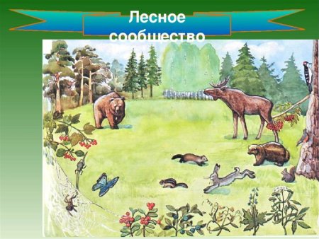 Лесные животные для детей