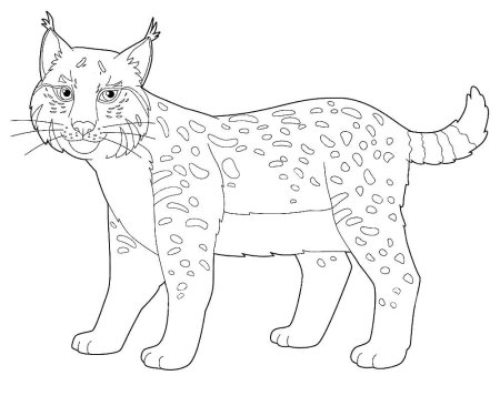 Как нарисовать Рысь сбоку