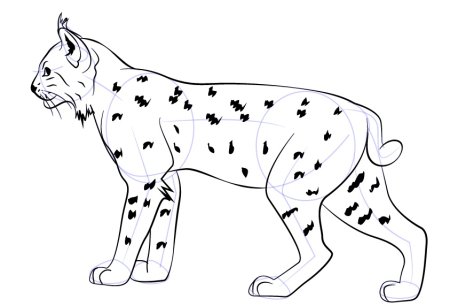 Кавказская Рысь рисунок