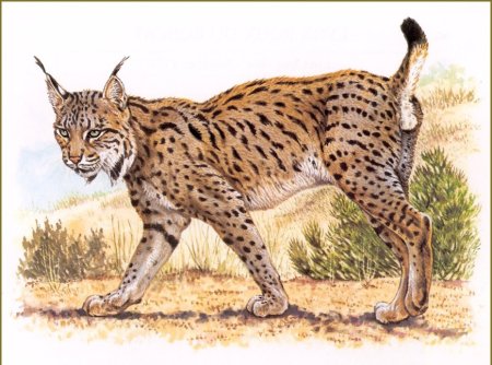 Рысь раскраска для детей