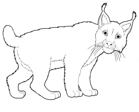 Рысь раскраска