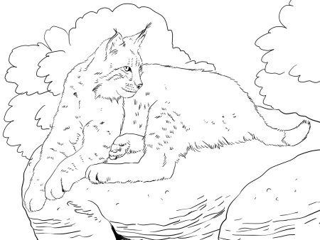 Рысь для детей