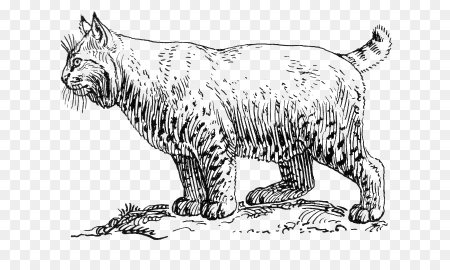 Картина Роберта Даллера рыжая Рысь