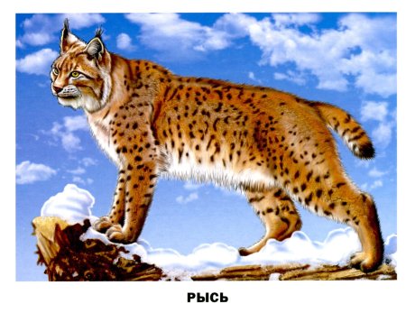 Рысь раскраска