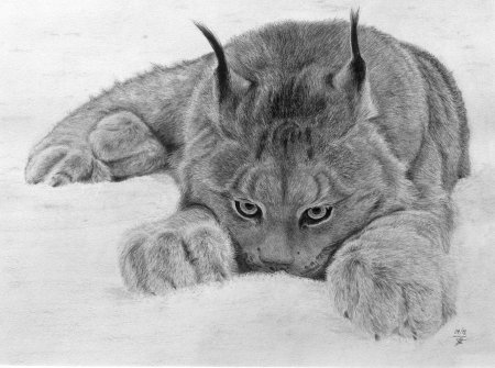 Рысь для детей