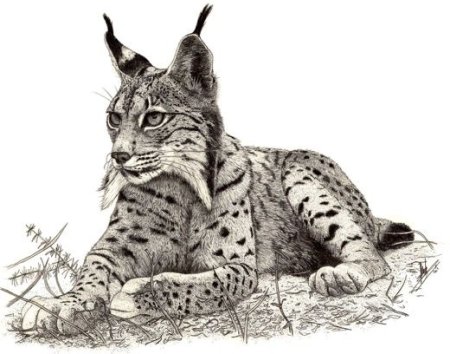 Рысь черно белая