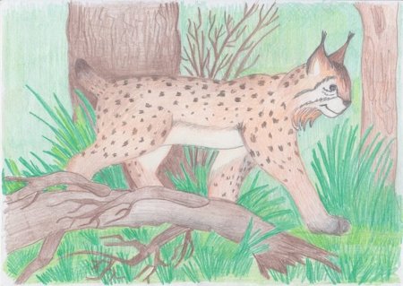 Рысь раскраска