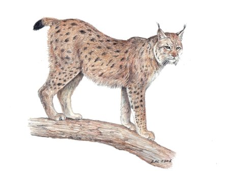 Раскраска Дикие кошки