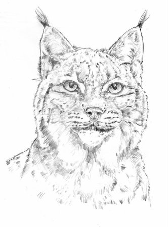 Рысь картинка раскраска