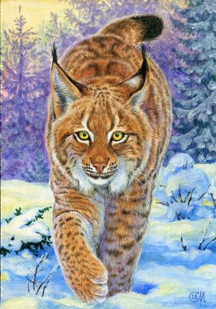 Рысь карандашом