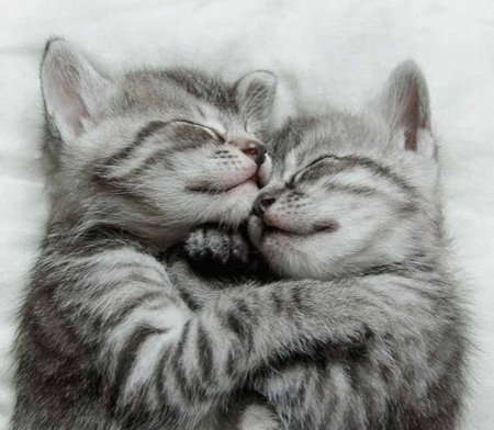 Объятия котят