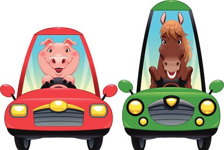 Свинья едет в машине