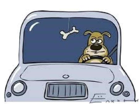 Собака за рулем рисунок