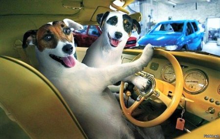 Животные и автомобили