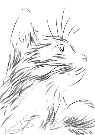Кот Графика