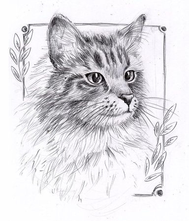 Кошка карандашом