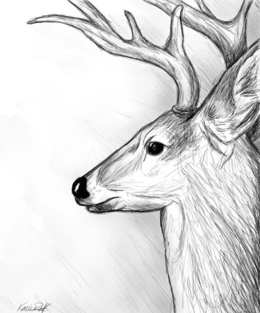 Рисунки животных карандашом