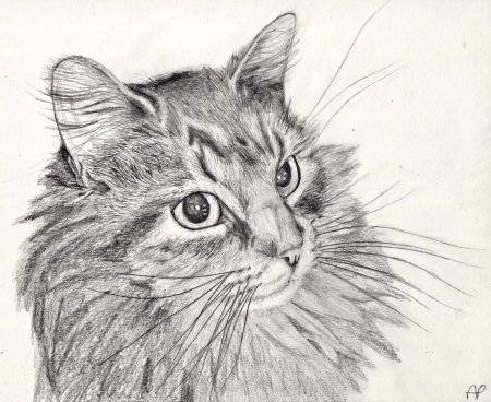 Котик карандашом