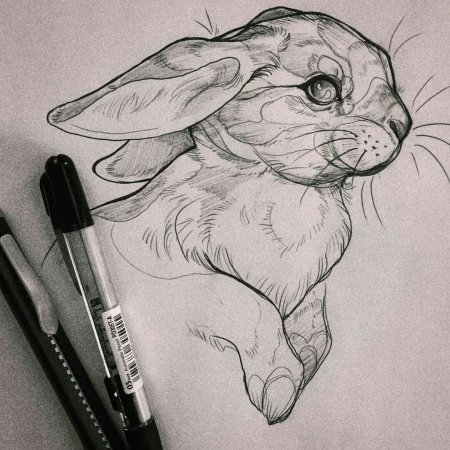 Рисунки животных карандашом
